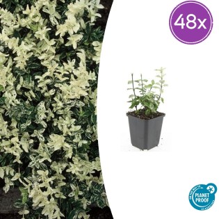 48X Euonymus Fort. 'Harlequin' - ↕10-25Cm - Ø9Cm