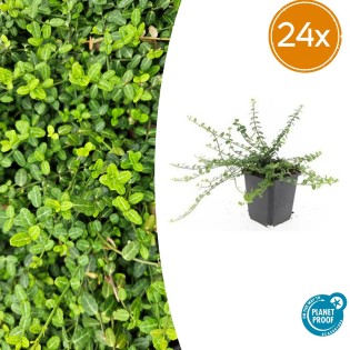24X Euonymus Fort. 'Minimus' - ↕10-25Cm - Ø9Cm