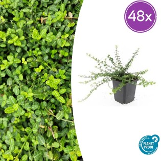 48X Euonymus Fort. 'Minimus' - ↕10-25Cm - Ø9Cm