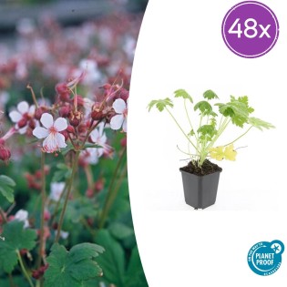 48X Geranium Macr. 'Spessart' - ↕10-25Cm - Ø9Cm