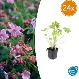 24X Geranium Macrorrhizum - ↕10-25Cm - Ø9Cm