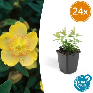 24X Hypericum Calycinum - ↕10-25Cm - Ø9Cm