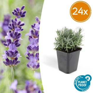 24X Lavandula 'Hidcote' - ↕10-25Cm - Ø9Cm