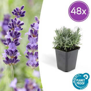 48X Lavandula 'Hidcote' - ↕10-25Cm - Ø9Cm