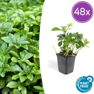 48X Pachysandra Term. 'Green Carpet' - ↕10-25Cm - Ø9Cm