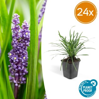 24X Liriope Muscari 'Big Blue' - ↕10-25Cm - Ø9Cm