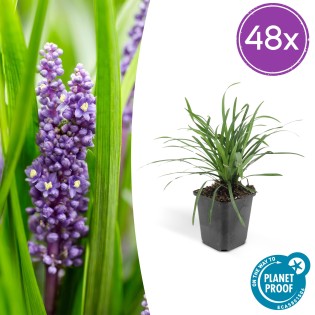 48X Liriope Muscari 'Big Blue' - ↕10-25Cm - Ø9Cm