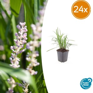 24X Liriope Muscari 'Monroe White' - ↕10-25Cm - Ø9Cm
