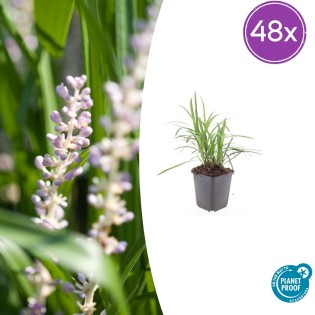 48X Liriope Muscari 'Monroe White' - ↕10-25Cm - Ø9Cm