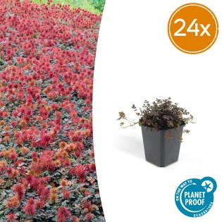 24 X Acaena Microphylla 'Kupferteppich' - ↕10-25Cm - Ø9Cm