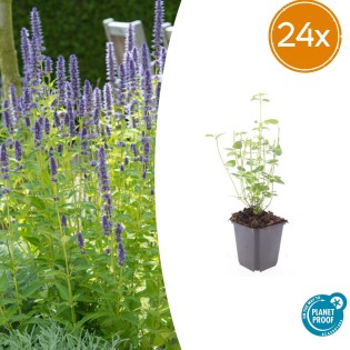 24X Agastache 'Black Adder' - ↕10-25Cm - Ø9Cm