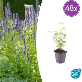 48X Agastache 'Black Adder' - ↕10-25Cm - Ø9Cm