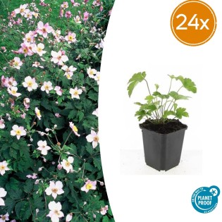 24X Anemone Tom. 'Robustissima' - ↕10-25Cm - Ø9Cm