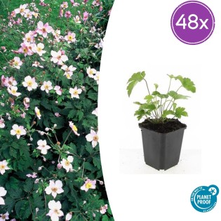 48X Anemone Tom. 'Robustissima' - ↕10-25Cm - Ø9Cm