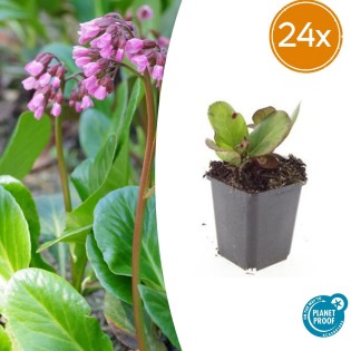 24X Bergenia Cordifolia 'Herbstblüte'  - ↕10-25Cm - Ø9Cm