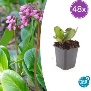 48X Bergenia Cordifolia 'Herbstblüte'  - ↕10-25Cm - Ø9Cm