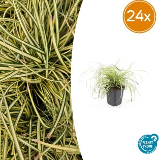 24X Carex Oshim. 'Evergold'  - ↕10-25Cm - Ø9Cm