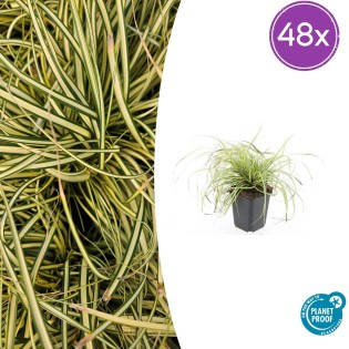48X Carex Oshim. 'Evergold'  - ↕10-25Cm - Ø9Cm