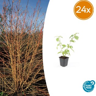 24X Cornus Sang. 'Anny's Winter Orange' - ↕10-25Cm - Ø9Cm