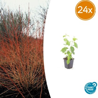 24X Cornus Sang. 'Midwinter Fire' - ↕10-25Cm - Ø9Cm