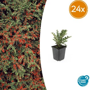 24X Cotoneaster Horizontalis - ↕10-25Cm - Ø9Cm
