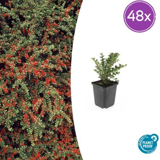 48X Cotoneaster Horizontalis - ↕10-25Cm - Ø9Cm