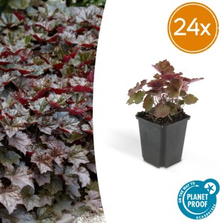 24X Heuchera Mic. 'Palace Purple' - ↕10-25Cm - Ø9Cm