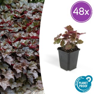 48X Heuchera Mic. 'Palace Purple' - ↕10-25Cm - Ø9Cm