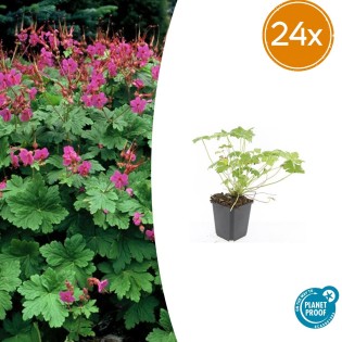 24X Geranium Macr. 'Czakor' - ↕10-25Cm - Ø9Cm