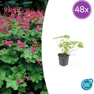 48X Geranium Macr. 'Czakor' - ↕10-25Cm - Ø9Cm