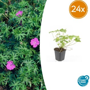 24X Geranium 'Tiny Monster' - ↕10-25Cm - Ø9Cm