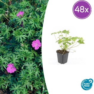 48X Geranium 'Tiny Monster' - ↕10-25Cm - Ø9Cm