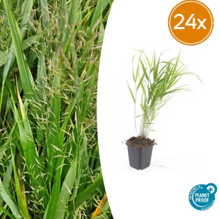 24X Hakonechloa Macra - ↕10-25Cm - Ø9Cm