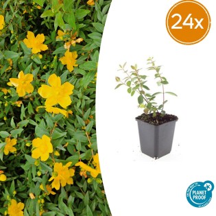 24X Hypericum Dummeri 'Peter Dummer' - ↕10-25Cm - Ø9Cm