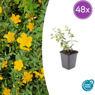 48X Hypericum Dummeri 'Peter Dummer' - ↕10-25Cm - Ø9Cm