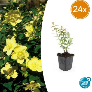 24X Hypericum 'Hidcote' - ↕10-25Cm - Ø9Cm