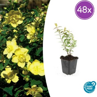48X Hypericum 'Hidcote' - ↕10-25Cm - Ø9Cm