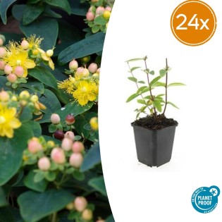 24X Hypericum Inodorum 'Annebel' - ↕10-25Cm - Ø9Cm