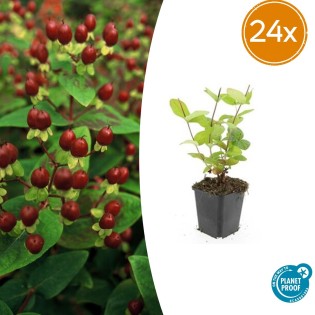 24X Hypericum Inodorum 'Beauty' - ↕10-25Cm - Ø9Cm