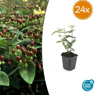24X Hypericum Inodorum 'Rheingold' - ↕10-25Cm - Ø9Cm