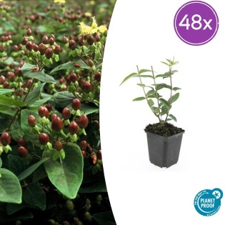 48X Hypericum Inodorum 'Rheingold' - ↕10-25Cm - Ø9Cm