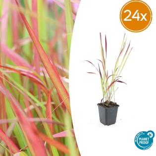 24X Imperata Cylindrica 'Red Baron' - ↕10-25Cm - Ø9Cm