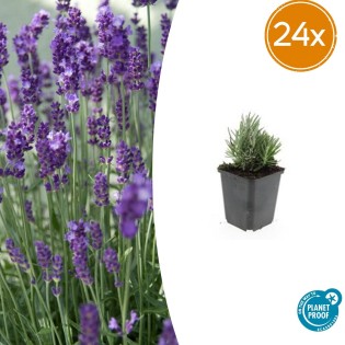24X Lavandula Ang. 'Dwarf Blue' - ↕10-25Cm - Ø9Cm