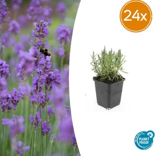 24X Lavandula Ang. 'Munstead' - ↕10-25Cm - Ø9Cm