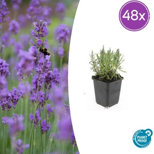 48X Lavandula Ang. 'Munstead' - ↕10-25Cm - Ø9Cm