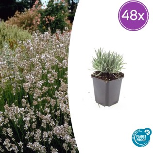 48X Lavandula Int. 'Edelweiss' - ↕10-25Cm - Ø9Cm