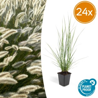 24X Pennisetum Alopecuroides 'Hameln' - ↕10-25Cm - Ø9Cm