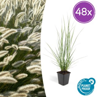 48X Pennisetum Alopecuroides 'Hameln' - ↕10-25Cm - Ø9Cm