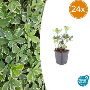 24X Pachysandra Term. 'Variegata' - ↕10-25Cm - Ø9Cm