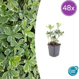 48X Pachysandra Term. 'Variegata' - ↕10-25Cm - Ø9Cm